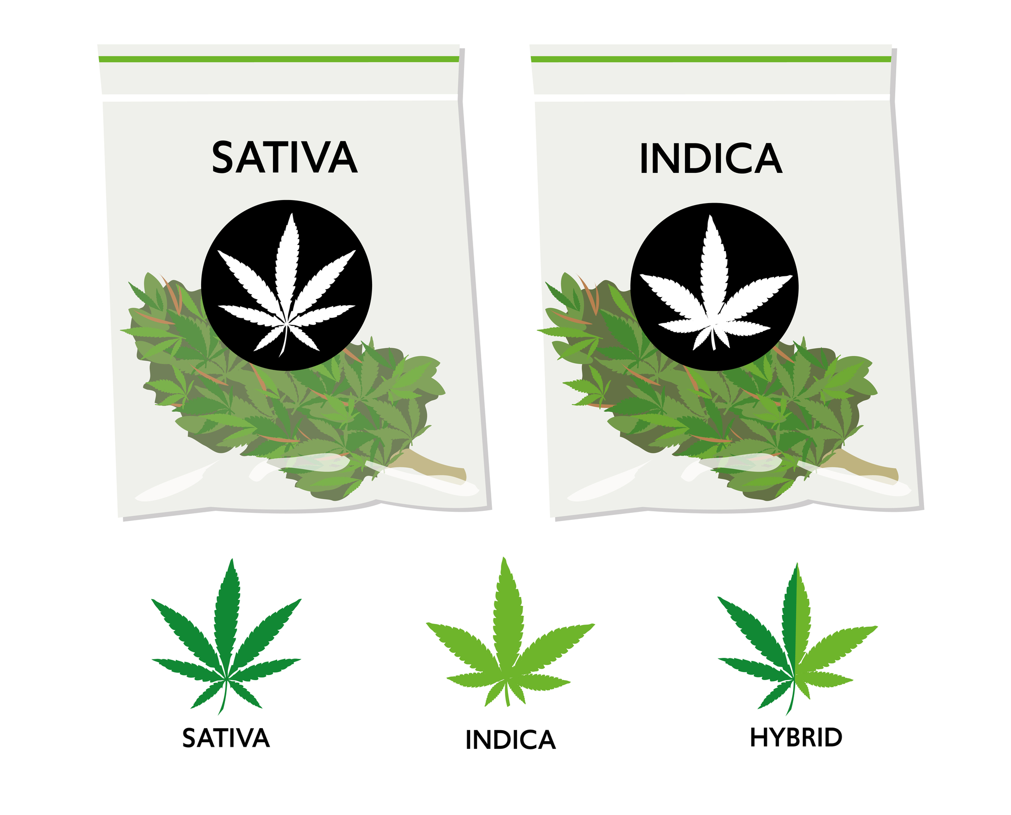 Indica, Sativa, or Hybrid? A Comprehensive Guide to Cannabis Strains