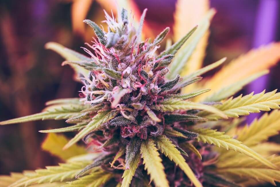 Discover the Top 5 Fruity Cannabis Strains
