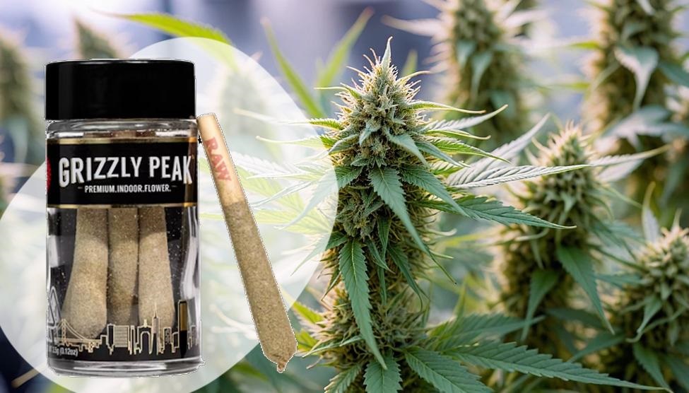 RS-11 Strain Review: Top Weed Dispensary Insights