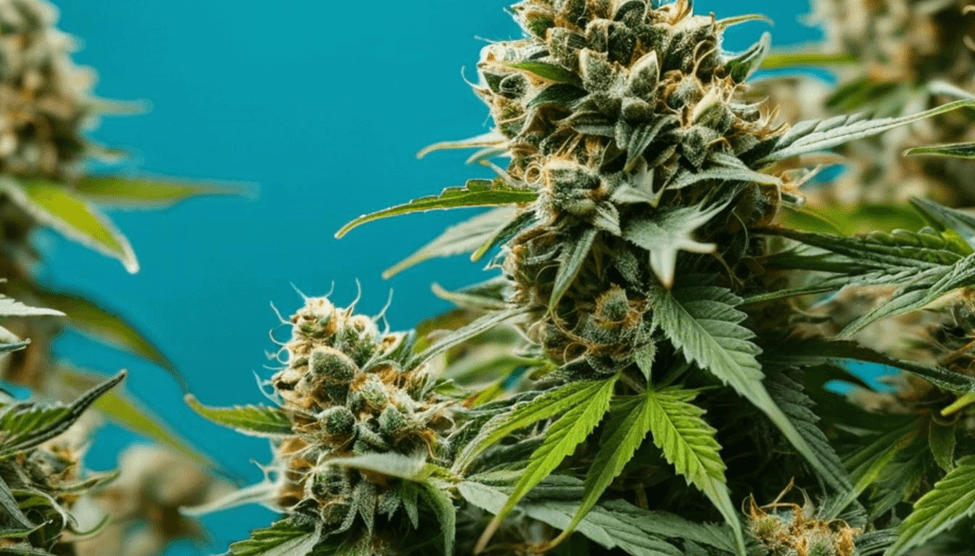 TAC vs. THC - What’s the Difference?