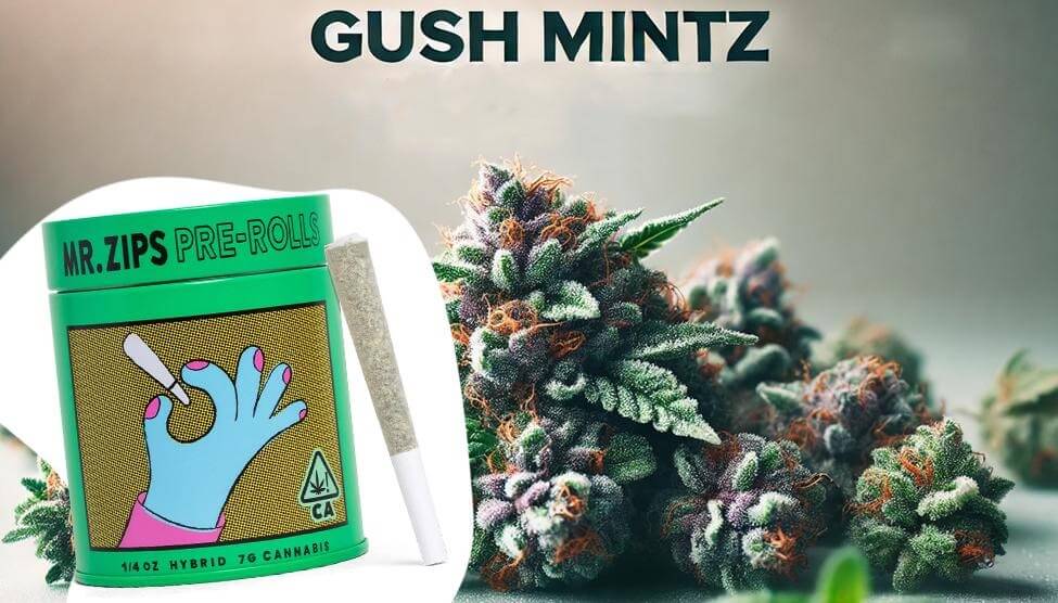 Gush Mintz Strain Review: Top Weed Dispensary Insights