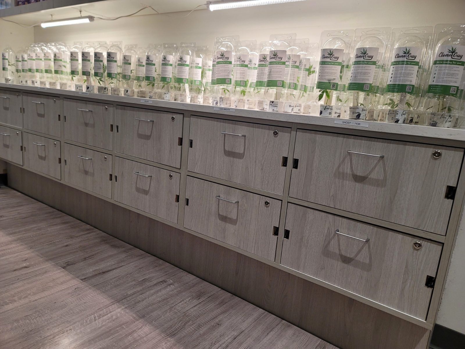 Clones In Stock Fresh Strains Home Grow Fresh Clones Great Strains In Stock Come in this May to your favorite Perfect Union location and shop in stock clones for your home grow